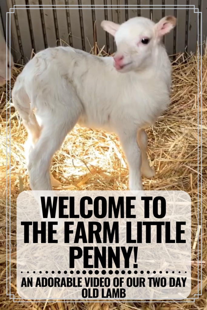 Watch a sweet baby lamb figure out the world.