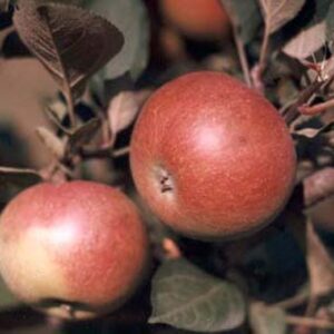 Dabinett Apple Scionwood 12 inch dormant cutting