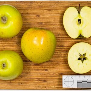 GoldRush Apple Scionwood 12 inch dormant cutting