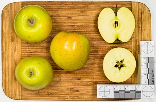 GoldRush Apple Scionwood 12 inch dormant cutting