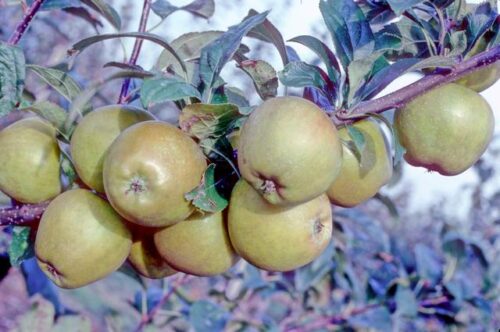 Golden Russet Apple Scionwood 12 inch dormant cutting