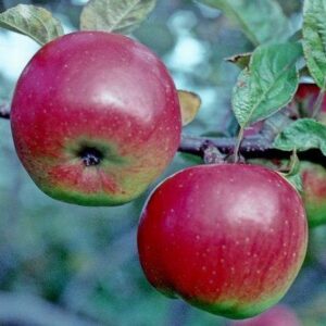 Northern Spy Apple Scionwood 12 inch dormant cutting