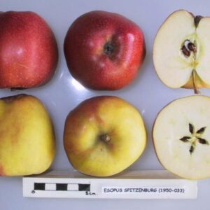 Esopus Spitzenburg Apple Scionwood 12 inch dormant cutting
