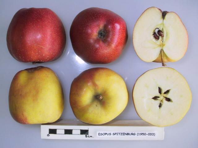 Esopus Spitzenburg Apple Scionwood 12 inch dormant cutting