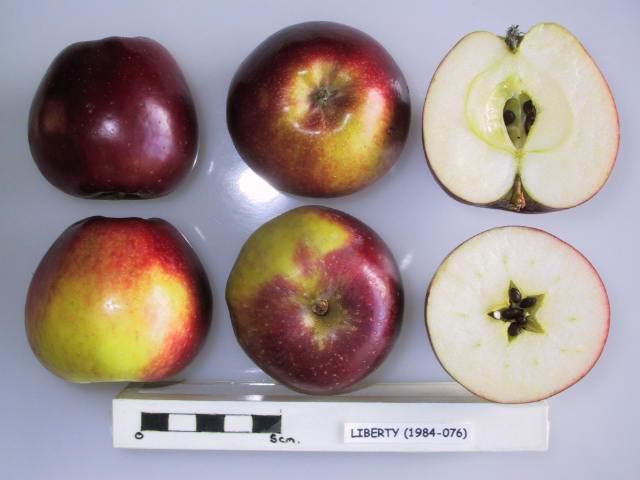 Liberty Apple Scionwood – 12 Inch Stick