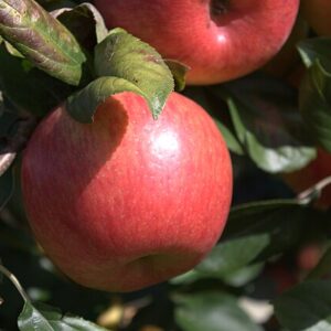 Honeycrisp Apple Scionwood 12 inch dormant cutting