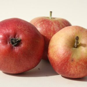 Wickson Apple Scionwood 12 inch dormant cutting