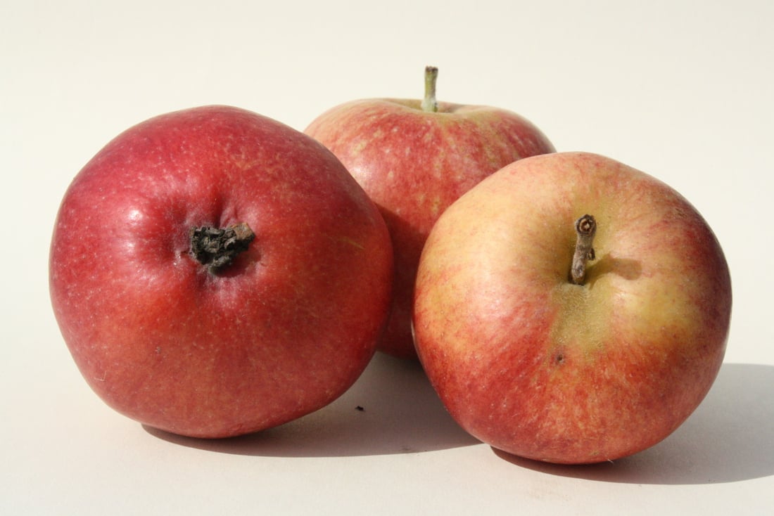 Wickson Apple Scionwood 12 inch dormant cutting