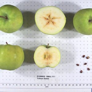 Tolman Sweet Apple Scionwood 12 inch dormant cutting