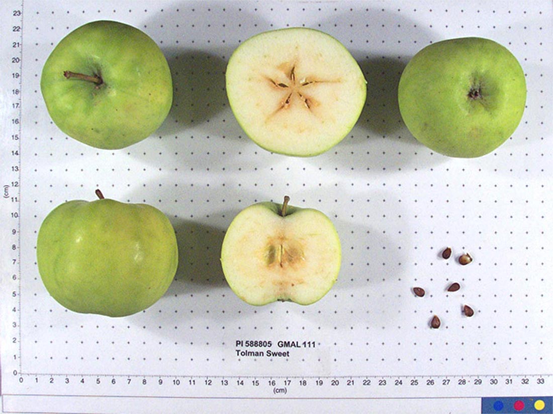 Tolman Sweet Apple Scionwood 12 inch dormant cutting