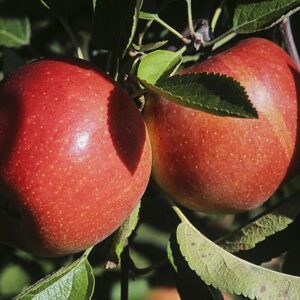 Braeburn Apple Scionwood 12 inch dormant cutting