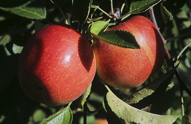 Braeburn Apple Scionwood 12 inch dormant cutting