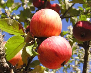 Porter’s Perfection Apple Scionwood – 12 Inch Stick