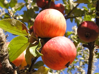 Porter’s Perfection Apple Scionwood – 12 Inch Stick